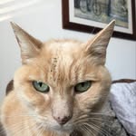Dave - @ginger.dave_ - Instagram