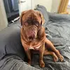 ginger dave - @ginger.dave6 - TikTok