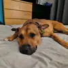 GingerDave - @gingerdave7 - TikTok