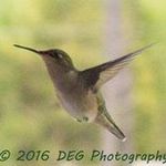David Goetsch (DEG Photography) - @davegeeee69 - Instagram