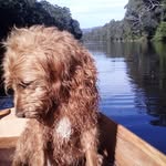 dave golding - @davestasmanianescape - Instagram