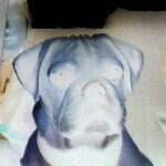 dave goldman - @daves_cute_pug - Instagram