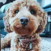 Dave Good - @dave.good8 - TikTok