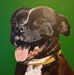 Pet Portraits by Dave Goodall - Facebook