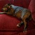 Dave Gooding - Facebook
