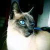 julian david avila cuervo - @dave.goss - TikTok