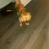 Ziggy is a pro - @davegossy - TikTok