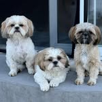 Dave Gould - @chidave - Instagram