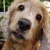 Dave Gowney - @dave.gowney - TikTok