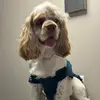 grafiniadavebobby - @grafiniadavebobby - TikTok