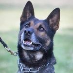 Dave Grainger - @dave.grainger1 - Instagram