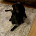 David Greenfield - Facebook