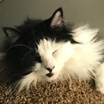 Dave Grillo - @guedo1975 - Instagram