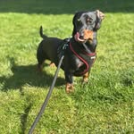 Dave Grove Tzavari 🐶🏴󠁧󠁢󠁳󠁣󠁴󠁿🇬🇷🇨🇮 - @davetheminidoxie - Instagram