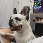Dave Guimarães Guerra - @davebuldoguefrances - Instagram