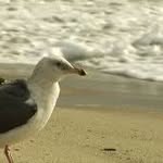 Dave Gull - @_dave_seagull_ - Instagram