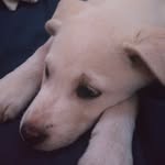 Dave Halsey - @blrider2001 - Instagram
