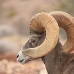 David Halsey wildlife photography - @dave_halseyphotos - Instagram
