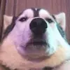 davehamara - @davehamara - TikTok