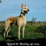 David Wing Nut Hammonds - @davehammonds84 - Instagram