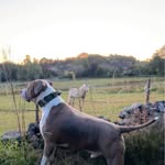 Dave Hank - @hanky804 - Instagram