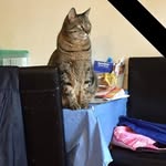 Dave Harold - @fandude2002 - Instagram