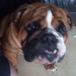 Dave Harwood - @dave.harwood.148 - Instagram