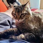 Dave HarWood - @catcatlavapies - Instagram
