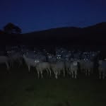 Dave Healy - @davejhealy - Instagram