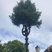 Dave Johnson Tree and Hedge Services - Facebook