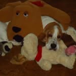 Dave Hillman - @baileybasset7 - Instagram