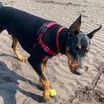 Dave & Holly Hannah - @hd.dobermans - Instagram