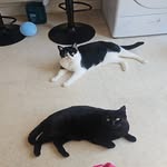@boris.dave.honey - Instagram