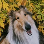 Dave Honey Sunrise - @dave_collie_ - Instagram