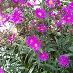 Dave Hope - @dave_hope_gardens_and - Instagram