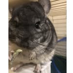Dave Hubert - @davethechinchilla - Instagram