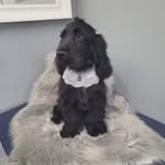 Dave Isaac - @davethecockerspanielx - Instagram