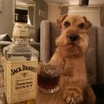 Dave the Dog🐶 - @lakeland_dave - Instagram