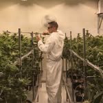 Cannabis Facility Design Guy - @dave.lamarre - Instagram