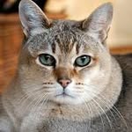 Dave Last - @doggocakefarter - Instagram