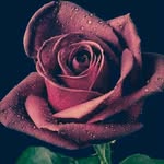 Dave Last Kana - @lastkana - Instagram
