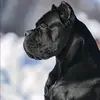 @official davelastic - @official.davelast - TikTok