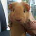 Animal Communicator - Dave Lennon - Facebook