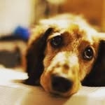 Enrique Davelouis - @davelouisenrico - Instagram