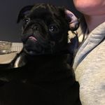 Dave Lowry - @davethepug2018 - Instagram