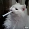 Dave_Luna💫🙂 - @dave_lun0a - TikTok