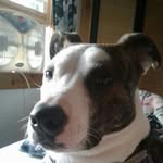 Dave_MacIntyre - @gamingbossesx3yt - Instagram