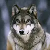 Dave MacLeod967 - @davemacleod962 - TikTok