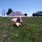 Dave Major - @davemajor4988 - Instagram
