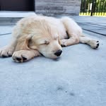 Dave Marcellus - @dave_marcellus_ - Instagram